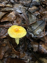 Amanita flavivolva