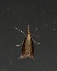 Donacaula melinellus