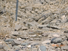 Chordeiles acutipennis