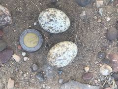 Chordeiles acutipennis