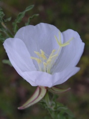Oenothera pallida runcinata