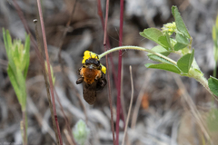Andrena amphibola