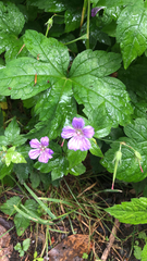 Geranium sylvaticum