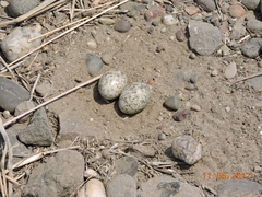 Chordeiles acutipennis