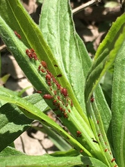 Uroleucon nigrotuberculatum