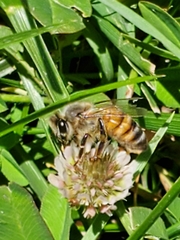 Apis mellifera