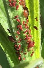 Uroleucon nigrotuberculatum