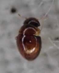 Polyphaga