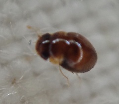 Polyphaga