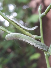 Anthocharis cardamines