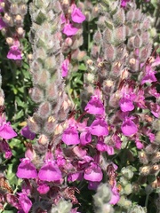 Teucrium marum
