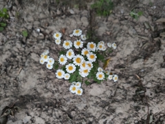 Tanacetum parthenium