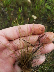 Eleocharis brittonii