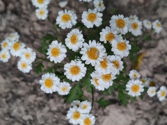Tanacetum parthenium