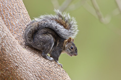 Sciurus colliaei