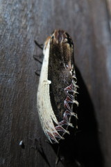 Truncaptera gigantea