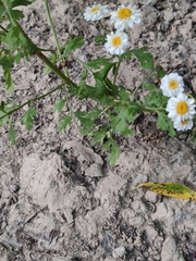 Tanacetum parthenium