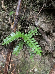 Weinmannia trichosperma