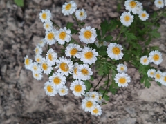 Tanacetum parthenium
