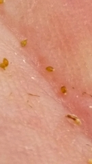 Eleocharis brittonii