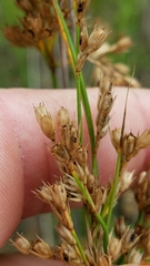 Juncus interior