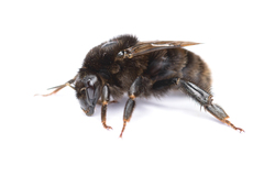 Bombus subterraneus