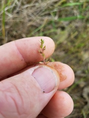 Lysimachia minima