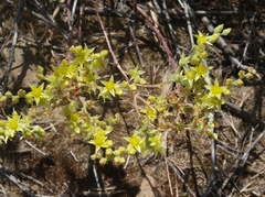 Dudleya multicaulis