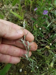 Gamochaeta calviceps