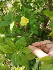 Exobasidium vaccinii