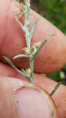 Gamochaeta calviceps