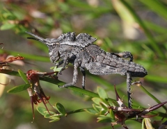 Dracotettix monstrosus