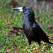 Verdugo Negro - Photo (c) David Cook, algunos derechos reservados (CC BY-NC)