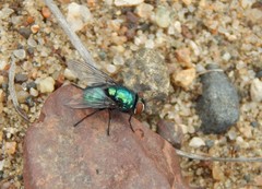 Lucilia illustris