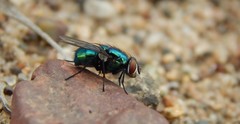 Lucilia illustris