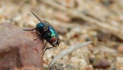 Lucilia illustris