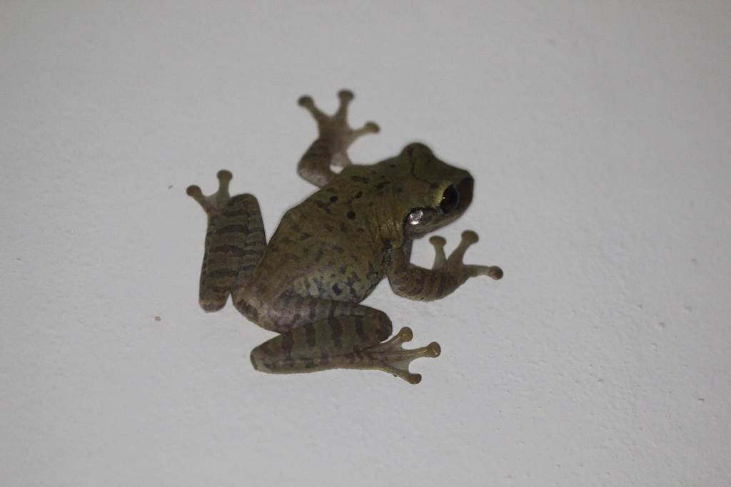 Jamaican Laughing Frog