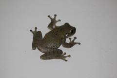 Osteopilus ocellatus