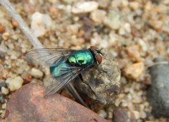 Lucilia illustris