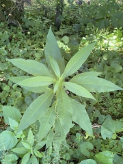 Lysimachia clethroides