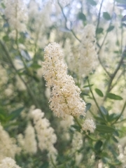 Ceanothus palmeri