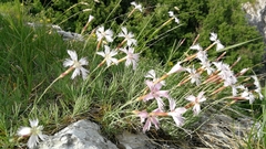 Dianthus plumarius