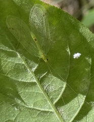 Leucochrysa insularis