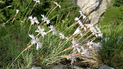 Dianthus plumarius