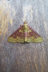 Polygrammodes ponderalis