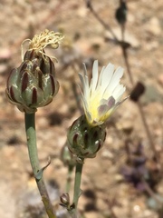 Malacothrix coulteri