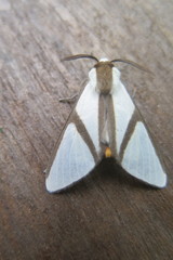 Turuptiana