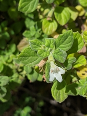 Clinopodium chandleri