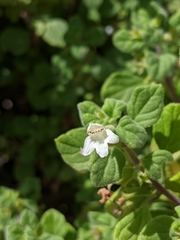 Clinopodium chandleri