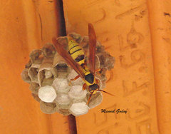 Polistes carnifex carnifex